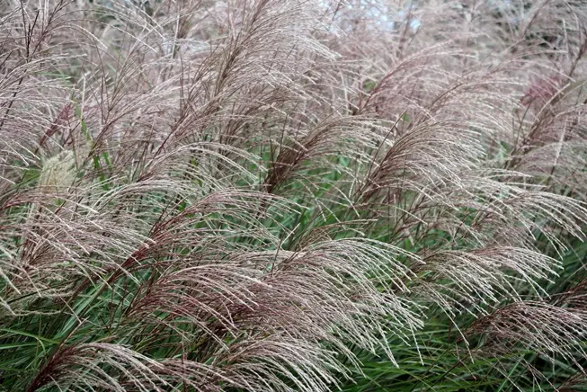 mscanthus-gracilimus-flor-AdobeStock_299532848.webp