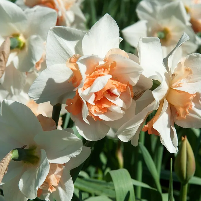 Narcisse Replete-2.webp