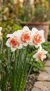 Narcisse Replete-1.webp