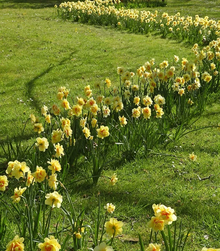 Narcisse Tahiti-AdobeStock_136374892.webp
