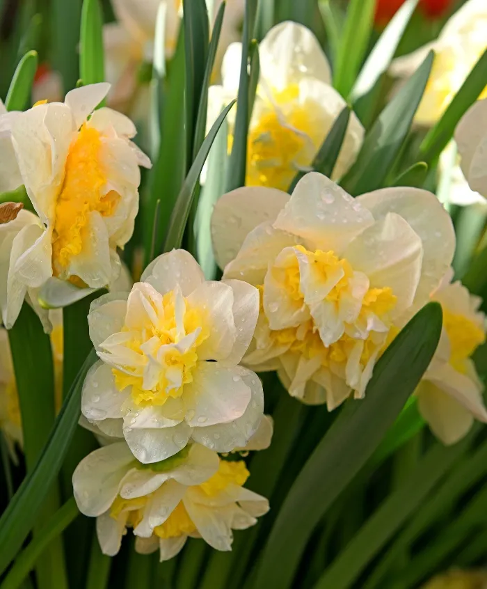 Narcisse Westward-AdobeStock_496692447.webp