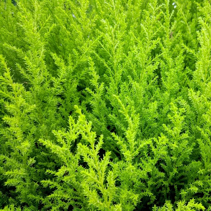 Cupressus macrocarpa Goldcrest Wilma-détail--AdobeStock_235930284.webp