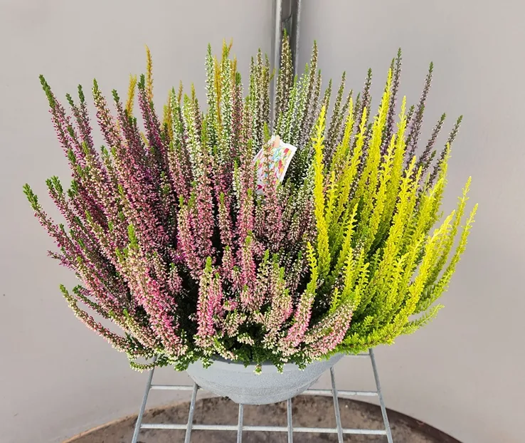 calluna-20260901_171111 (6).webp
