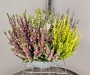 calluna-20260901_171111 (6).webp