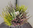 calluna-20260901_171111 (1).webp