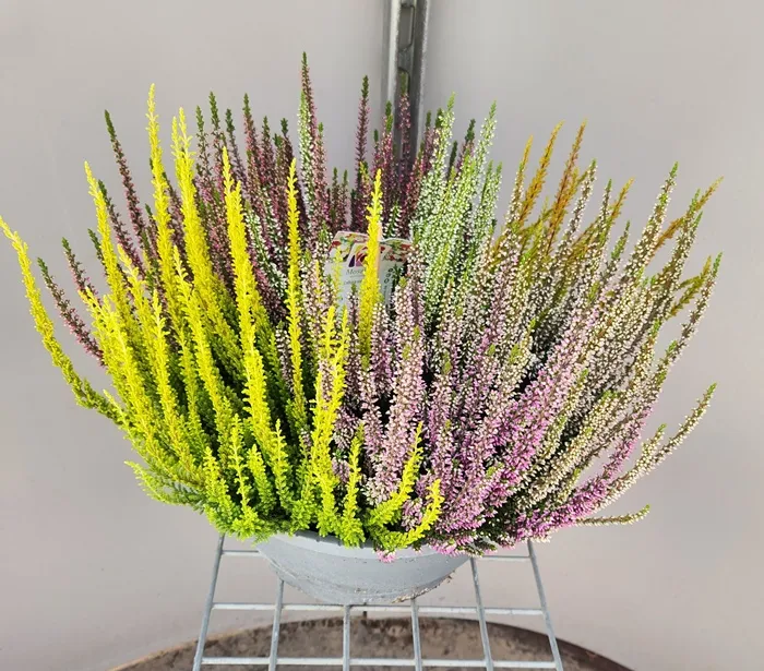 calluna-20260901_171111 (7).webp