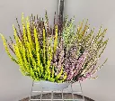 calluna-20260901_171111 (7).webp