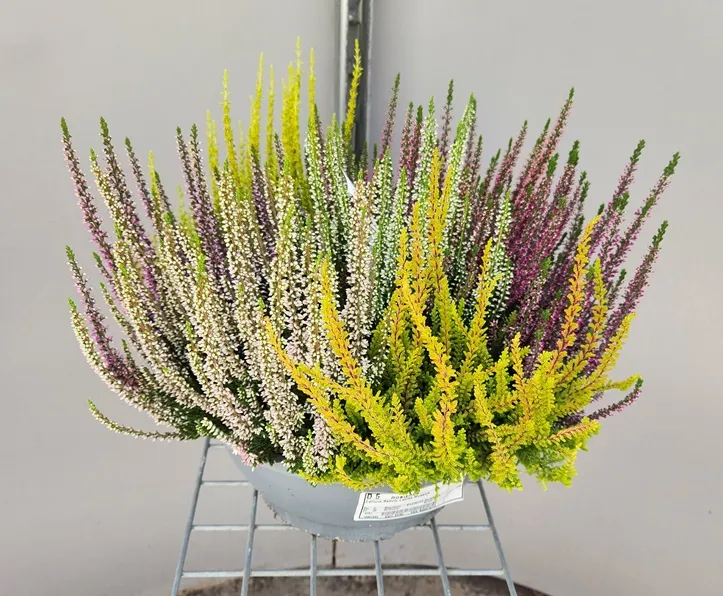 calluna-20260901_171111 (8).webp