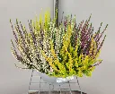 calluna-20260901_171111 (8).webp