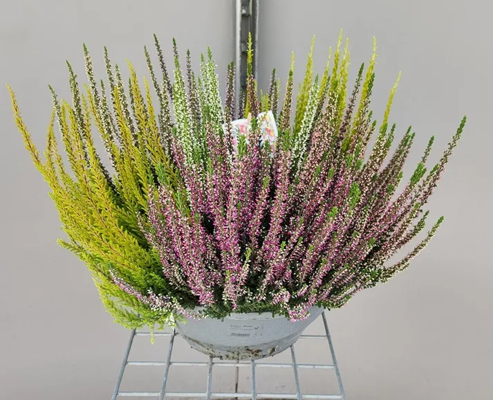 calluna-20260901_171111 (9).webp