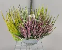 calluna-20260901_171111 (9).webp