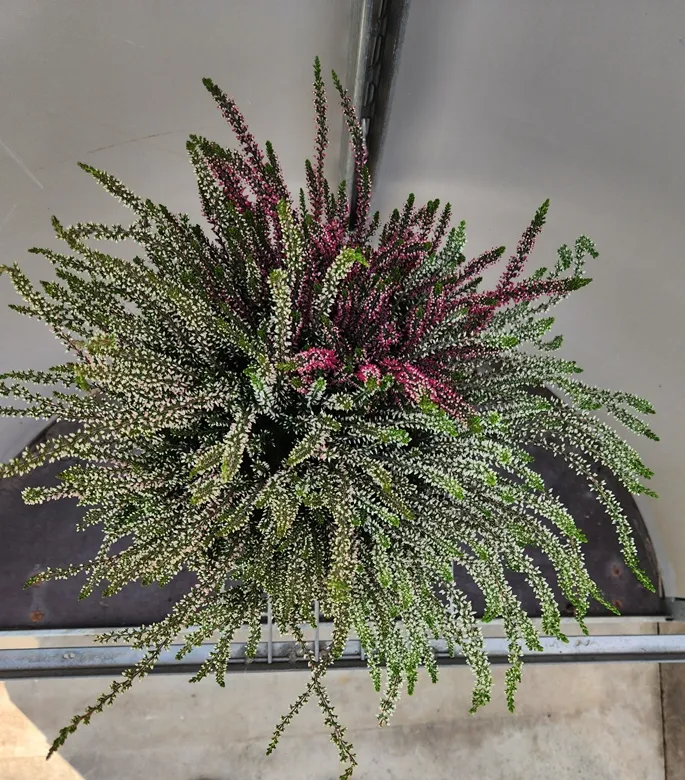 calluna-20260901_171111 (2).webp