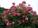 Rosier Bukavu-2.webp