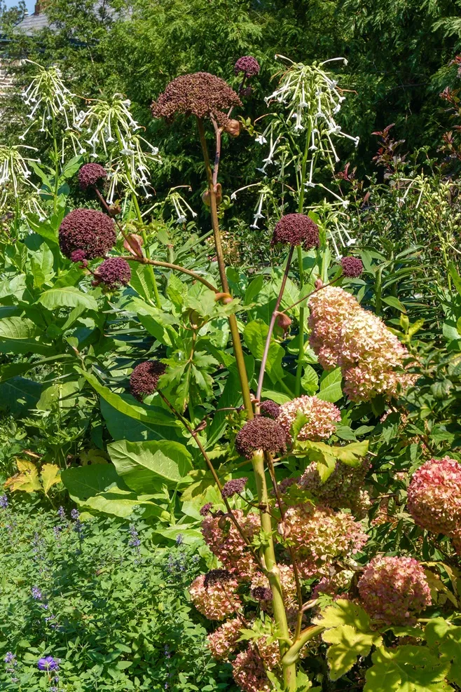Angelica gigas-AdobeStock_359267208.webp
