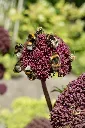 Angelica gigas-AdobeStock_123740840.webp