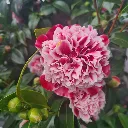 Camellia japonica Volunteer-2.webp
