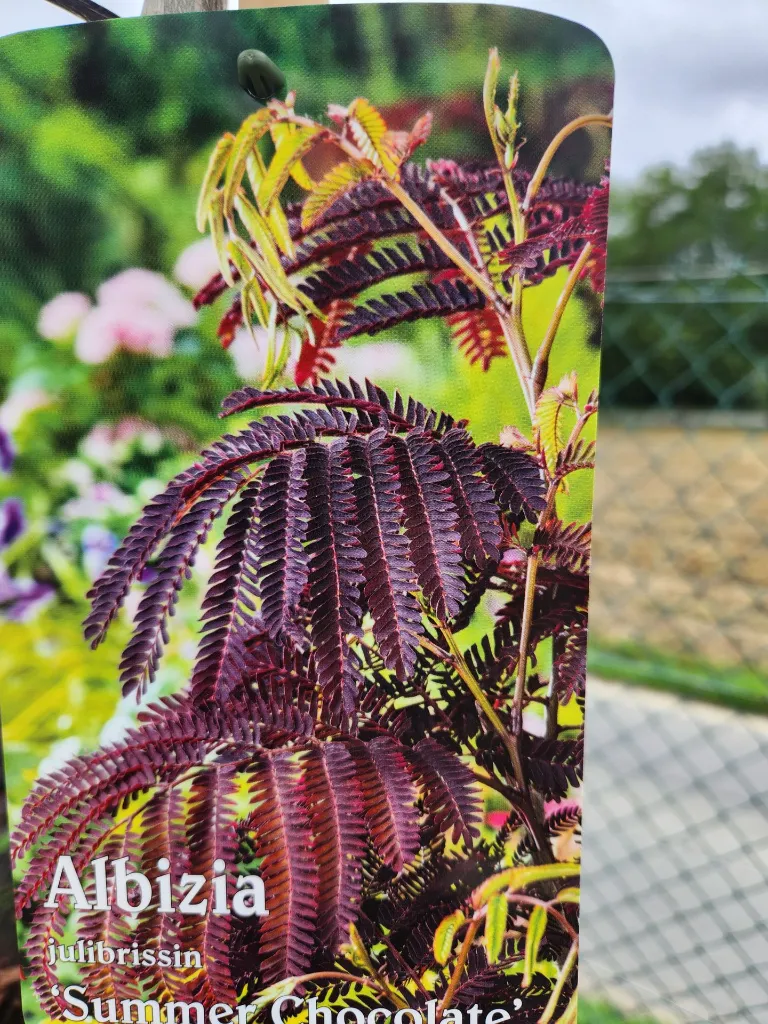 20260904_150911.webp