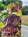 20260904_150911.webp