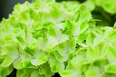 Hydrangea macrophylla Magical Wings-1.webp
