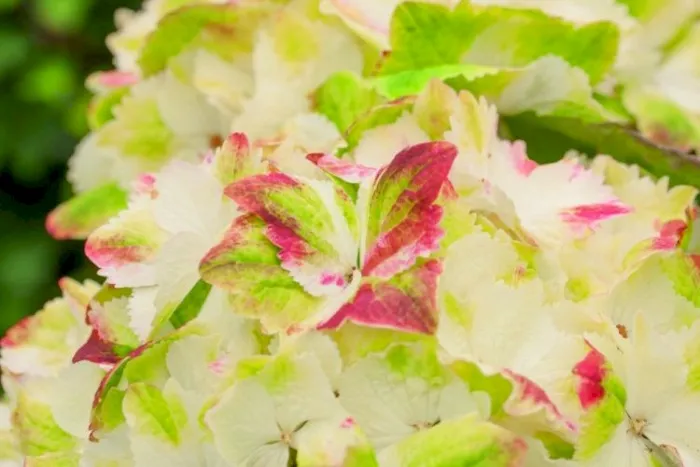 Hydrangea macrophylla Magical Wings-2.webp
