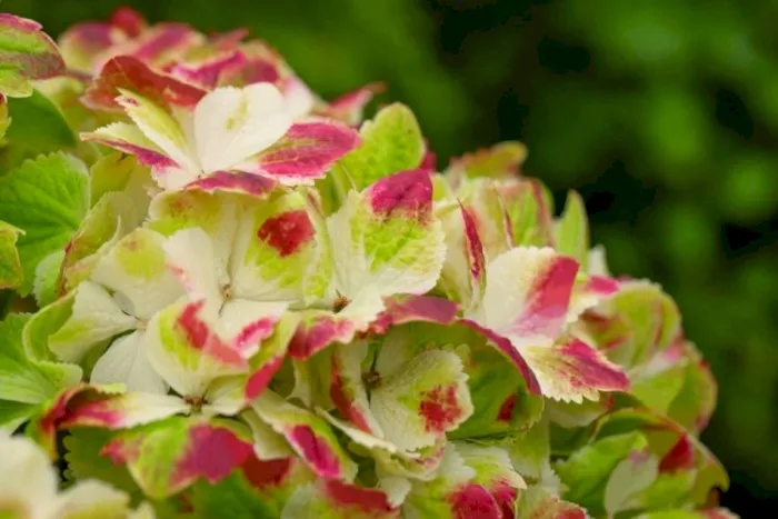 Hydrangea macrophylla Magical Wings-3.webp