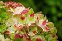 Hydrangea macrophylla Magical Wings-3.webp