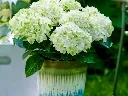 Hydrangea macrophylla Magical Wings-4.webp