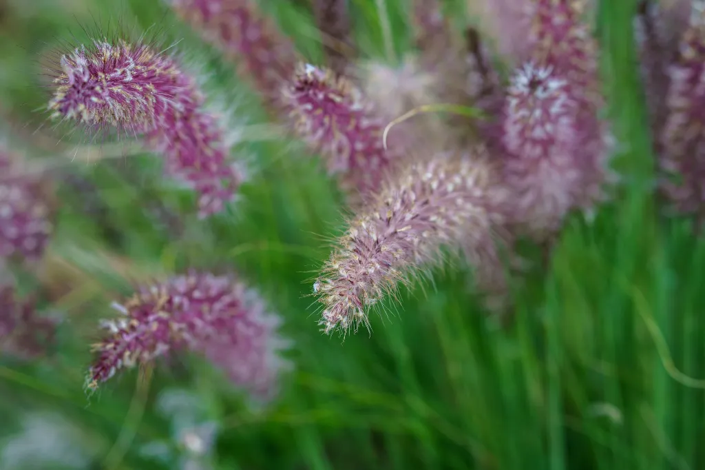 unsplash_iKofHt4379U_Pennisetum orientale.webp