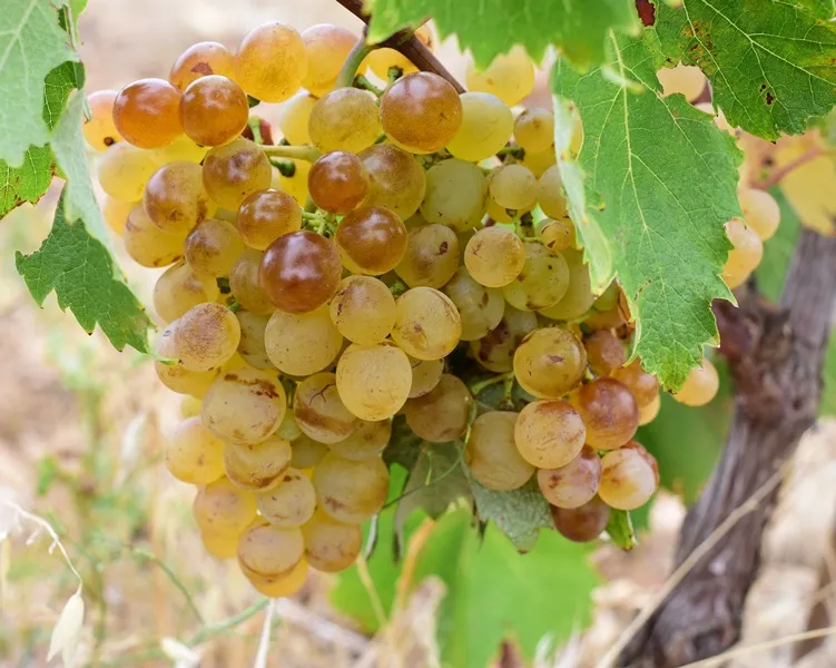Vitis vinifera Vroege Vanderlaan-AdobeStock_572249422.webp