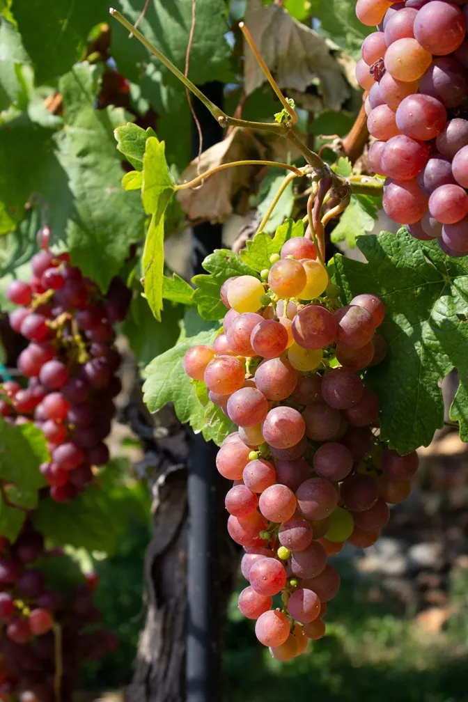 Vitis vvitis-heike--AdobeStock_2171589203.webp