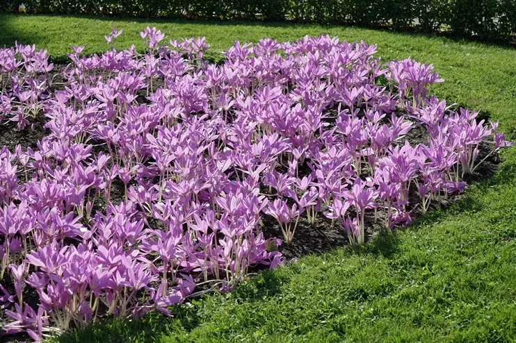 colchicum-AdobeStock_307681250.webp