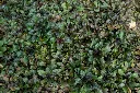 Ajuga rep. Black Scallop-AdobeStock_37712482.webp