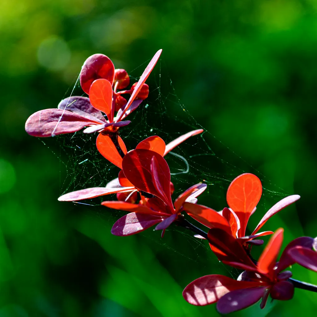 unsplash_8QIIGMHeYxw_berberis.jpg.webp