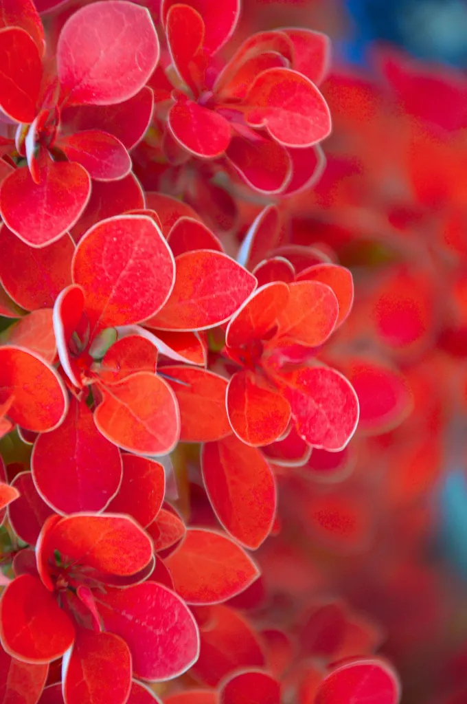 unsplash_wDhc1IAl9yM_berberis.webp