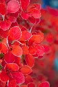 unsplash_wDhc1IAl9yM_berberis.webp