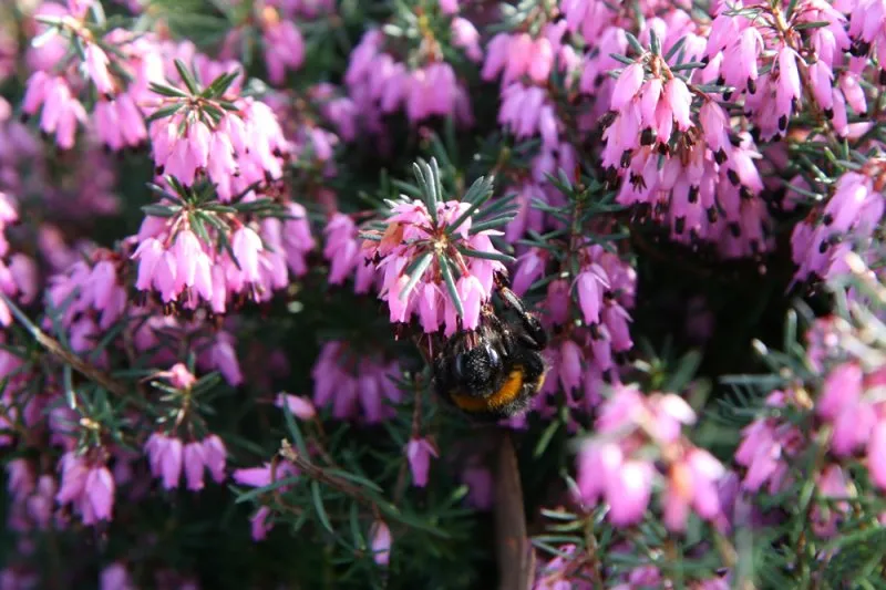 Erica carnea Loughrigg-2.webp