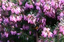 Erica carnea Loughrigg-2.webp