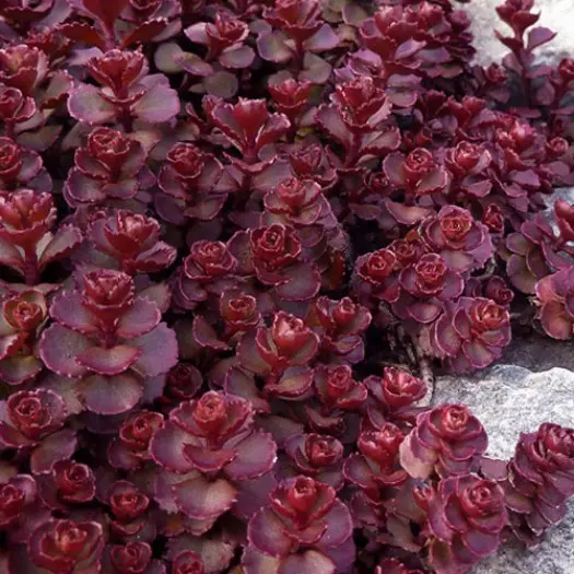 Sedum Spurium Voodoo-2.webp