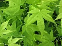 Acer palmatum Aoyagi -2.webp