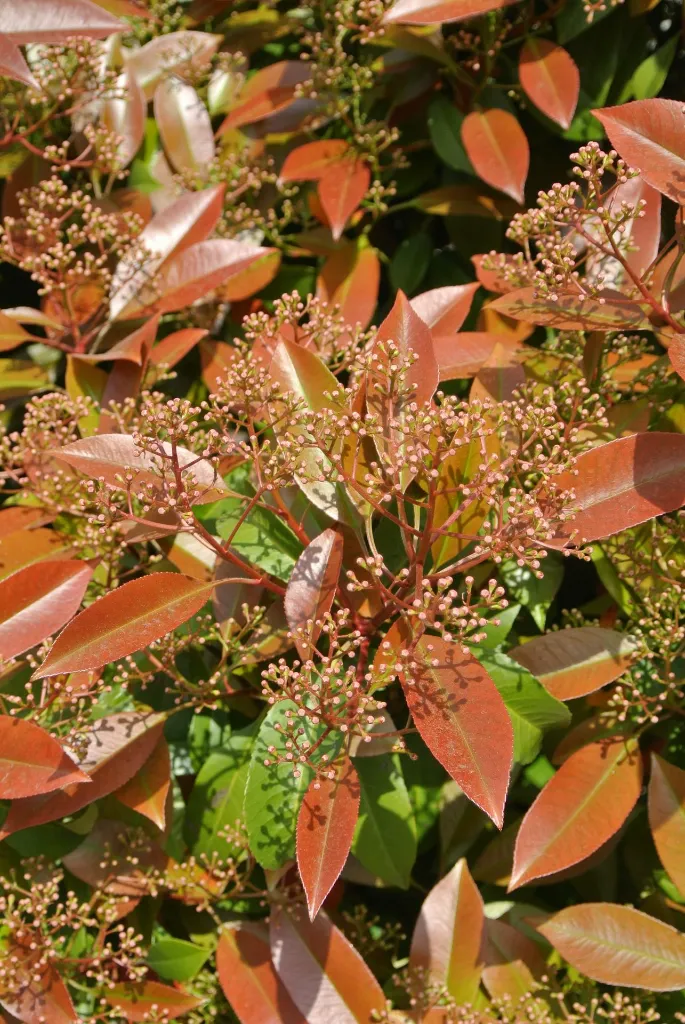 unsplash_ESc9OYCjF8k_photinia.jpg.jpg.webp