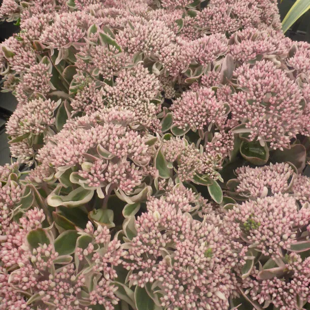 Sedum La vie en Rose-1.webp