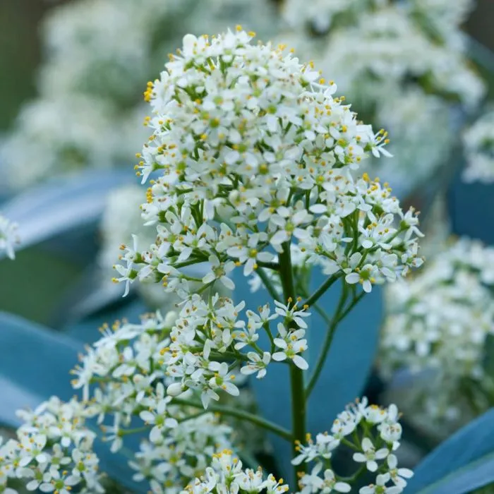 Skimmia japonica Finchy-3.webp