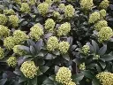 Skimmia japonica Finchy-1.webp