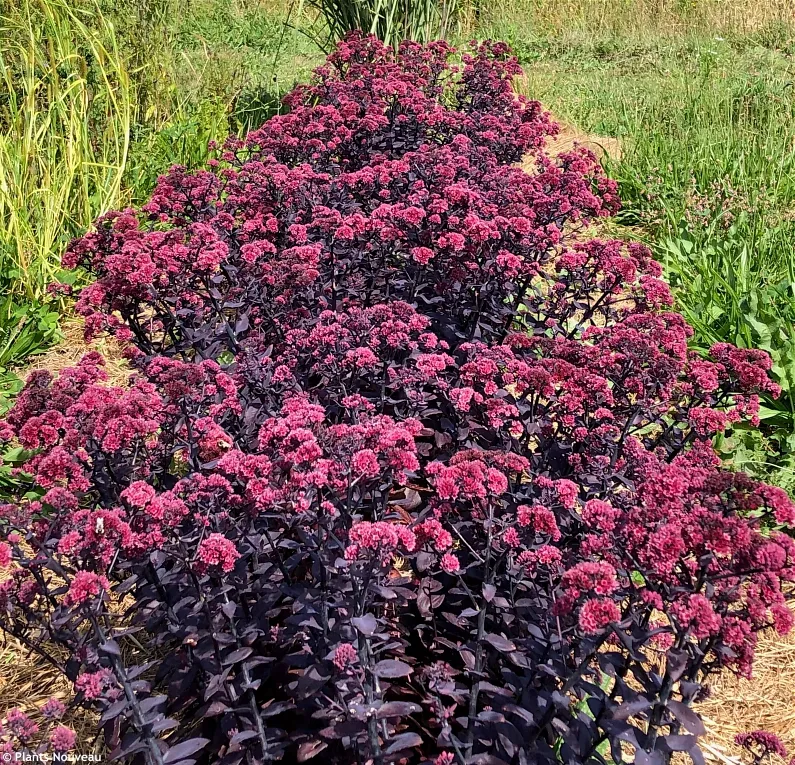 Sedum Mojave® Jewels Ruby-1.webp