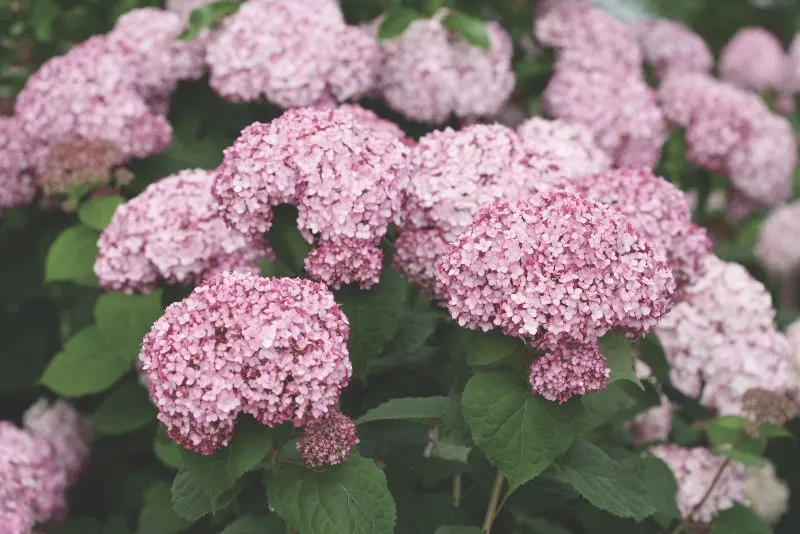 Hydrangea_Sweet_Annabelle_2.webp
