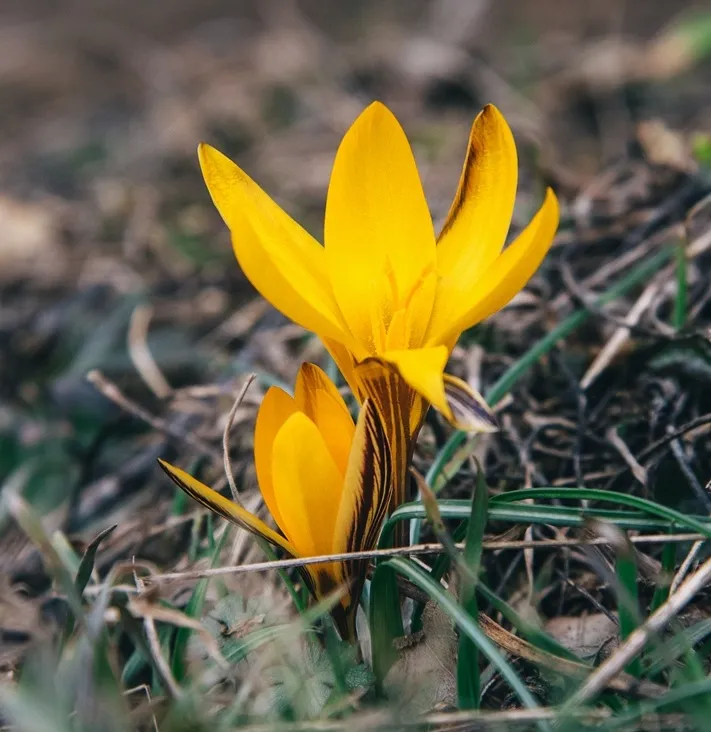 Crocus angustifolius -AdobeStock_496909674.webp