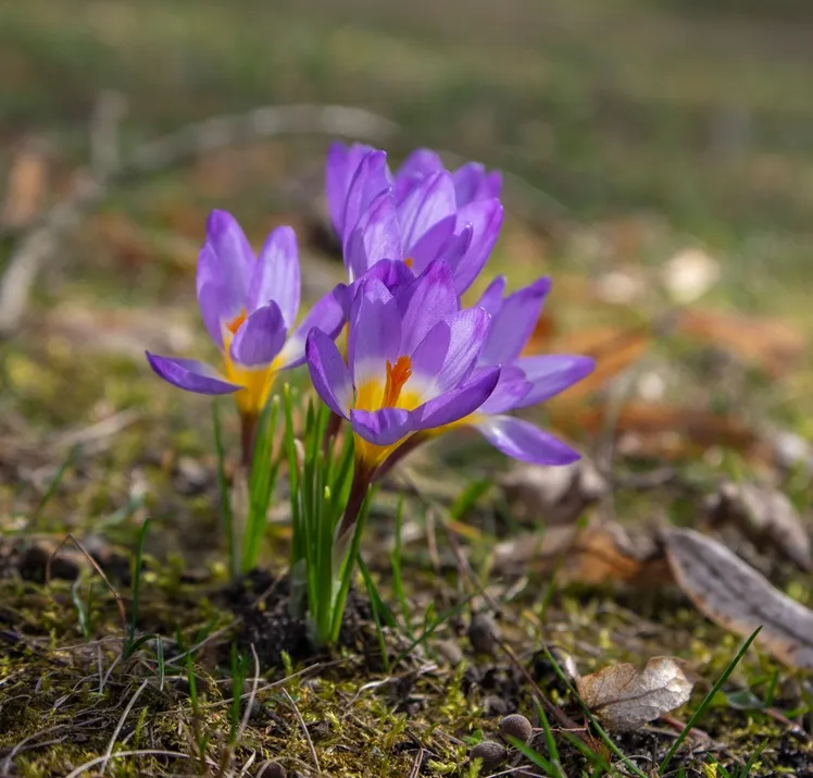 Crocus sieberi Tricolor-AdobeStock_1258875000.webp