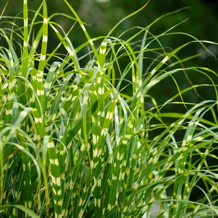 Miscanthus sinensis Little Zebra.webp