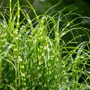 Miscanthus sinensis Little Zebra.webp