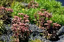 Sedum spectabilis Matrona-AdobeStock_369472916.webp